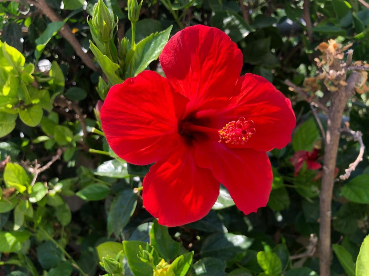 Red Hibiscus Stegna Pensionat Archangelos  Exteriör bild
