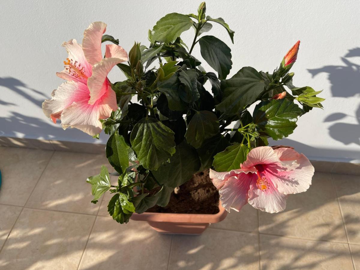Red Hibiscus Stegna Pensionat Archangelos  Exteriör bild