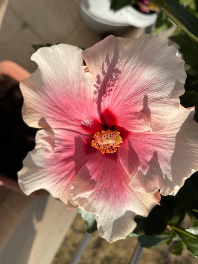Red Hibiscus Stegna Pensionat Archangelos  Exteriör bild