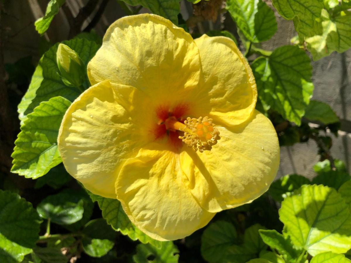 Red Hibiscus Stegna Pensionat Archangelos  Exteriör bild