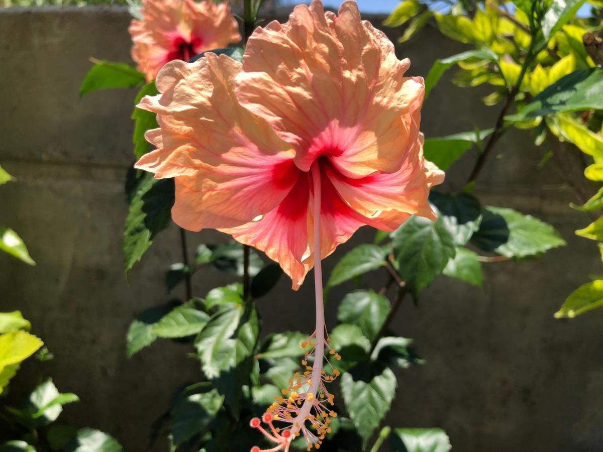 Red Hibiscus Stegna Pensionat Archangelos  Exteriör bild